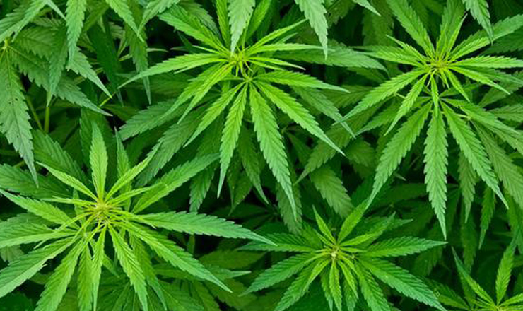 Libro Marihuana 3
