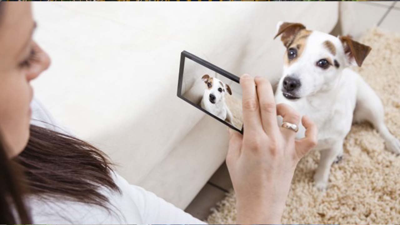 app_mascotas_contenido2