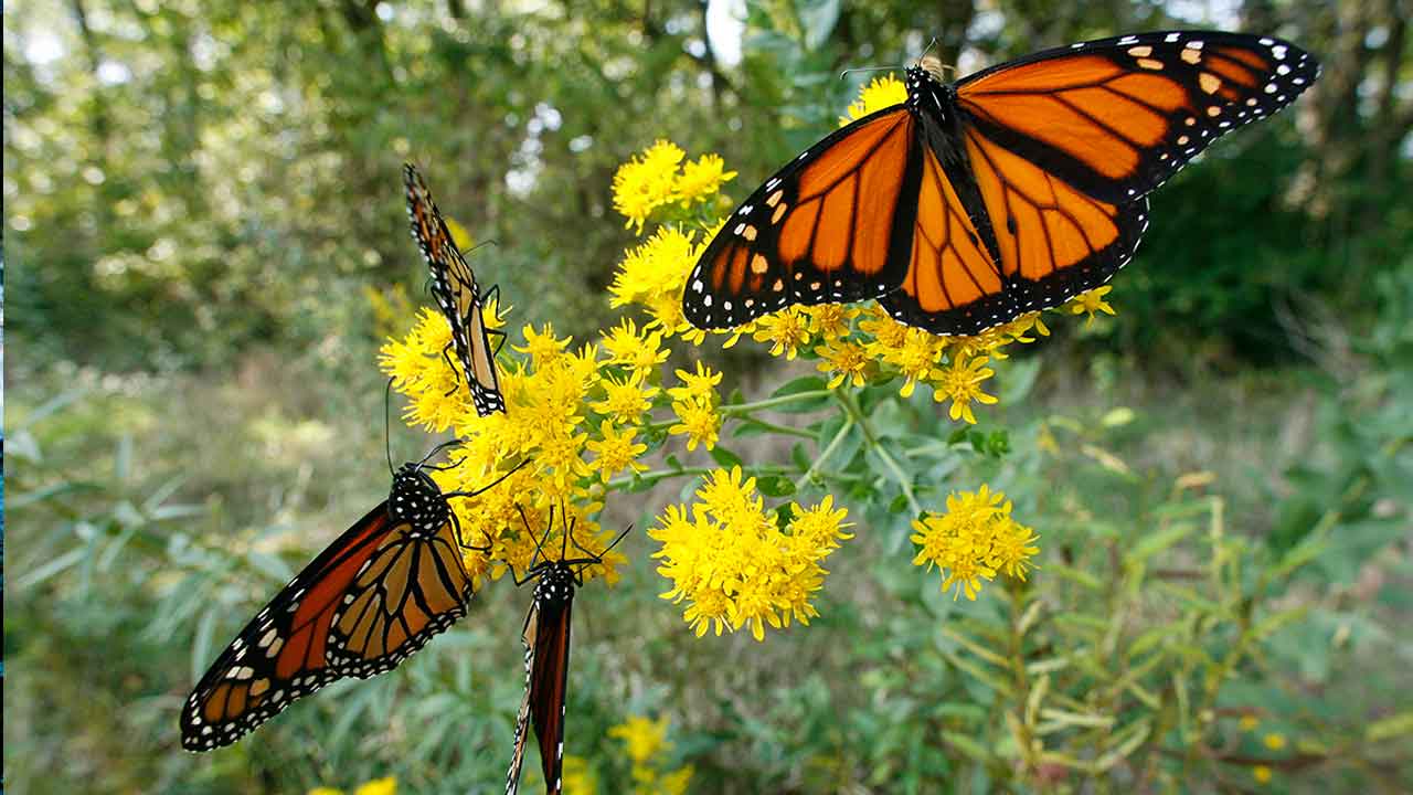 mariposa_contenido2