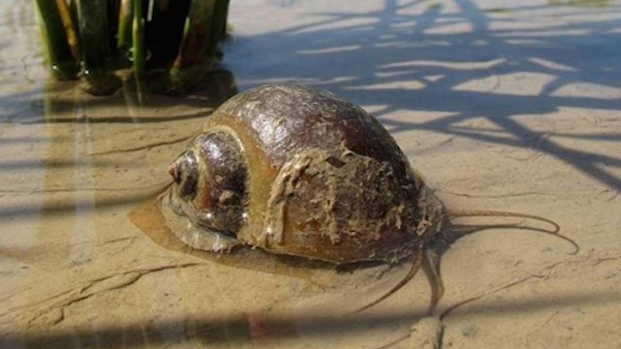 venenoCARACOL2