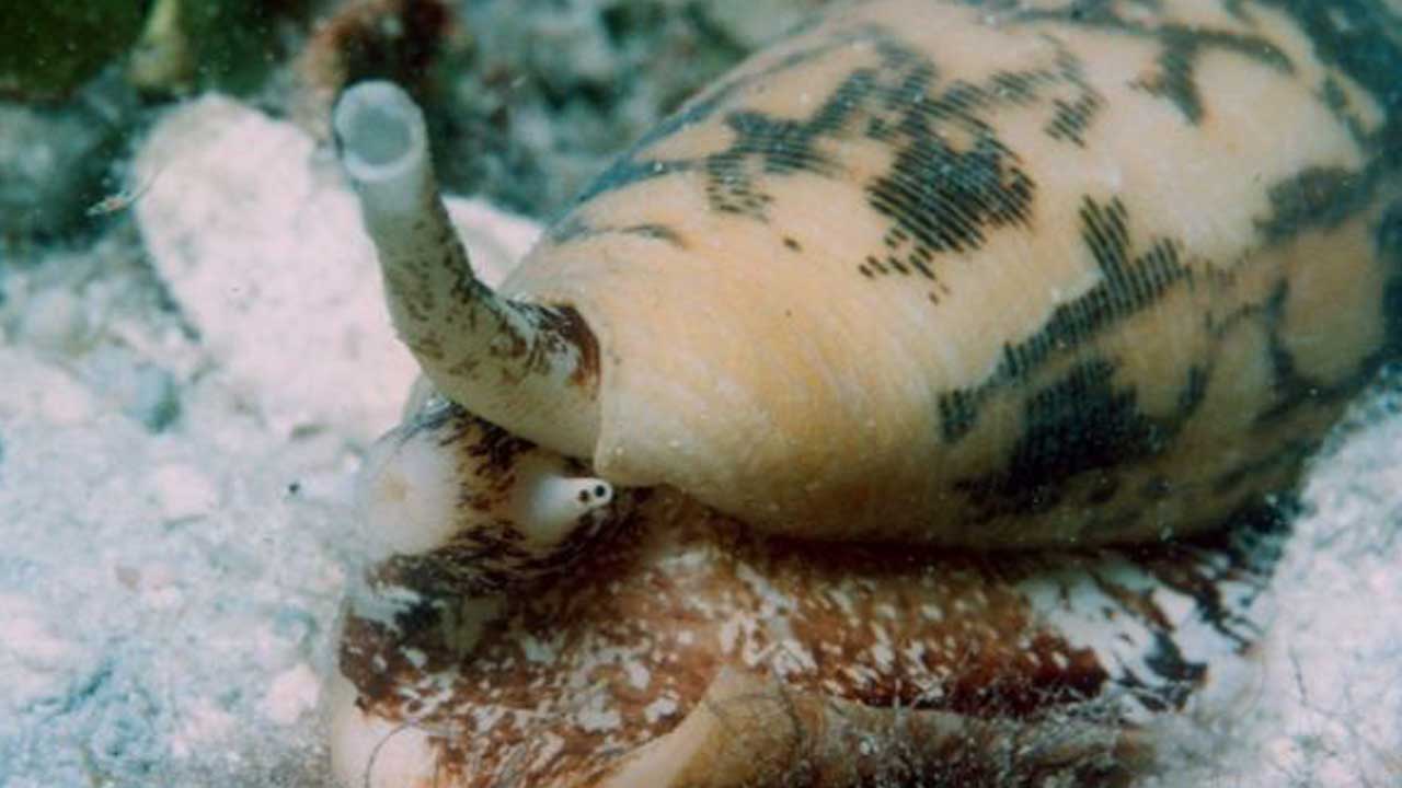 venenoCARACOL3