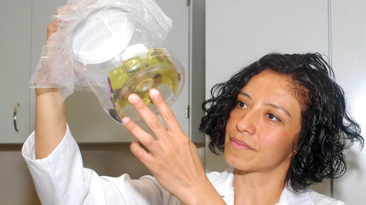 insectos_forense_contenido1