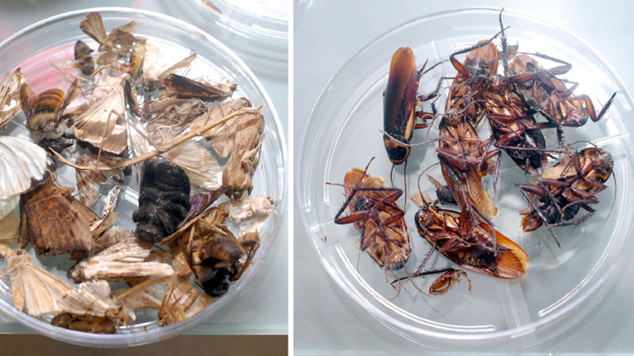 insectos_forense_contenido2