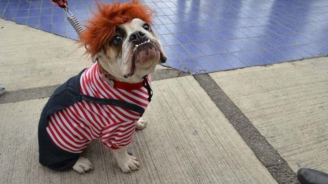 mascotas_contenido2