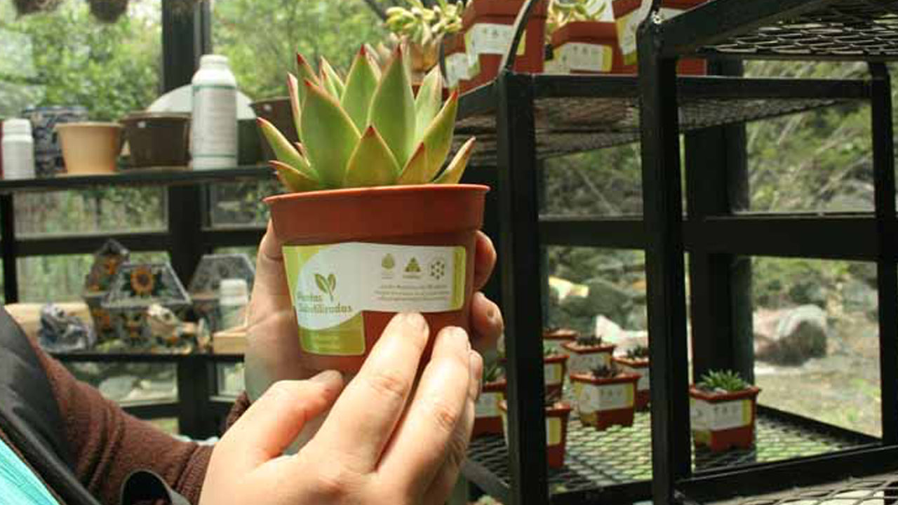 plantas_contenido1