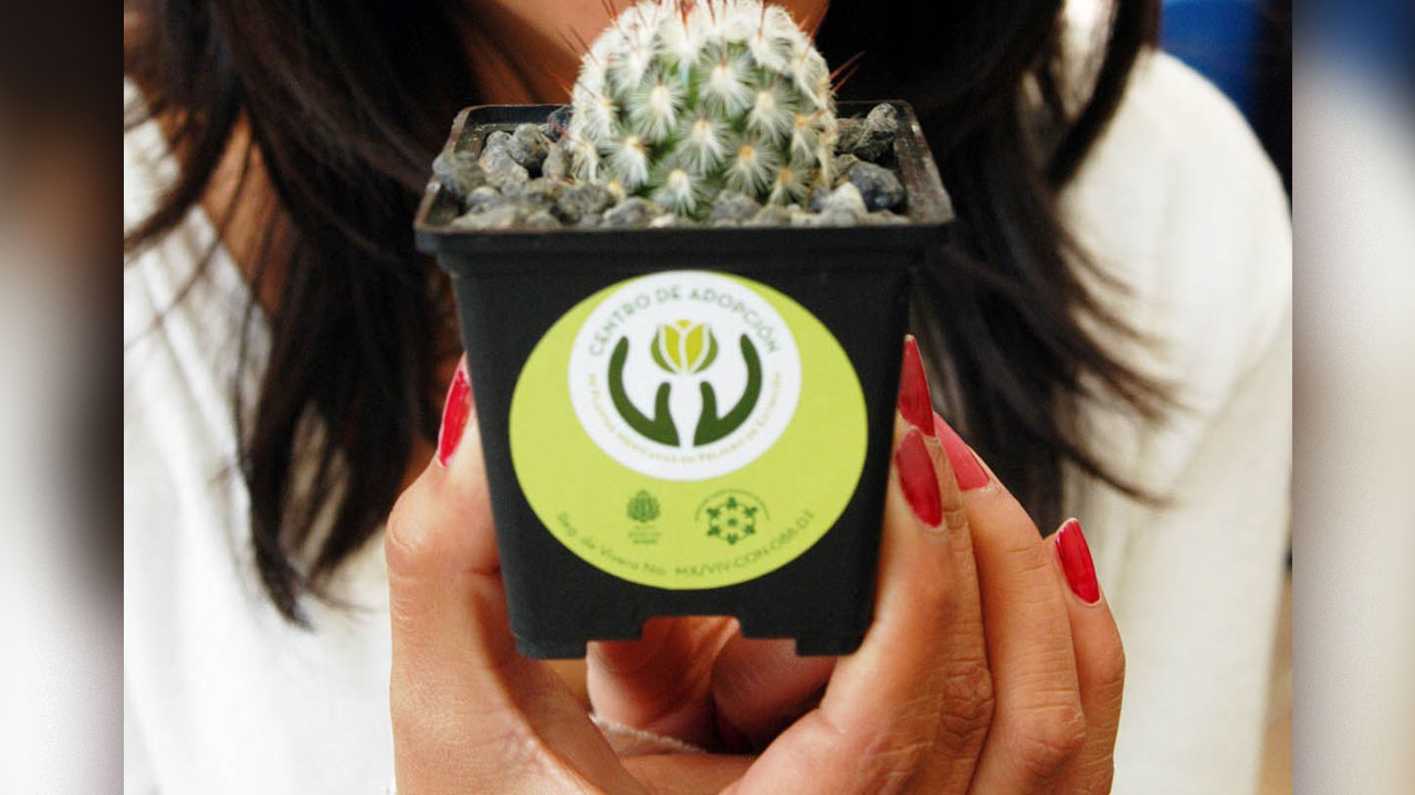 plantas_contenido2
