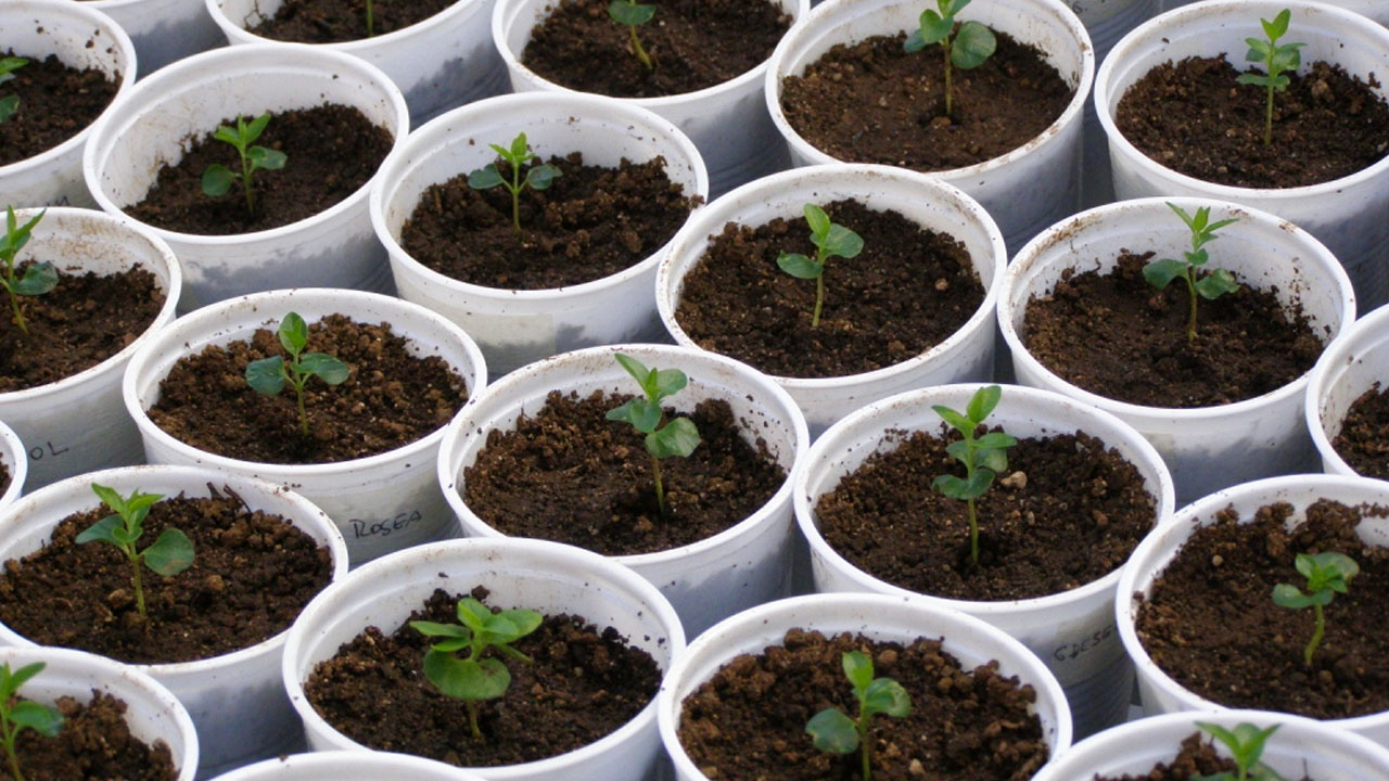 biofertilizantes_contenido1