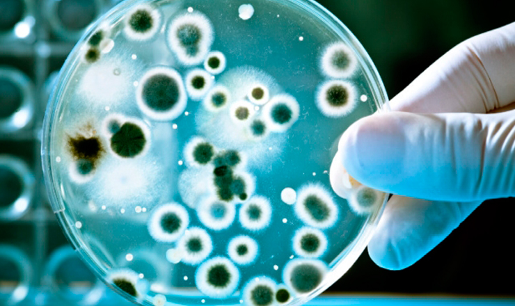 BACTERIASHIDROCARBUROS3