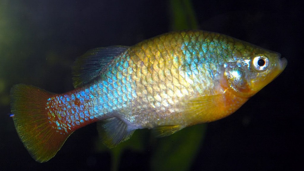 peces_contenido1