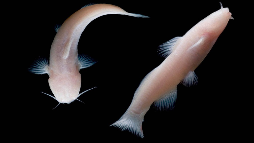 peces_contenido2