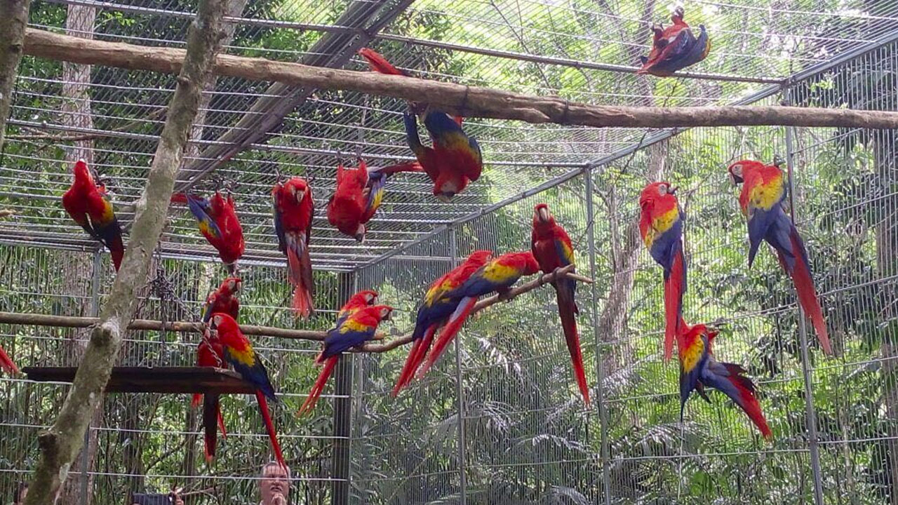 guacamaya_contenido1