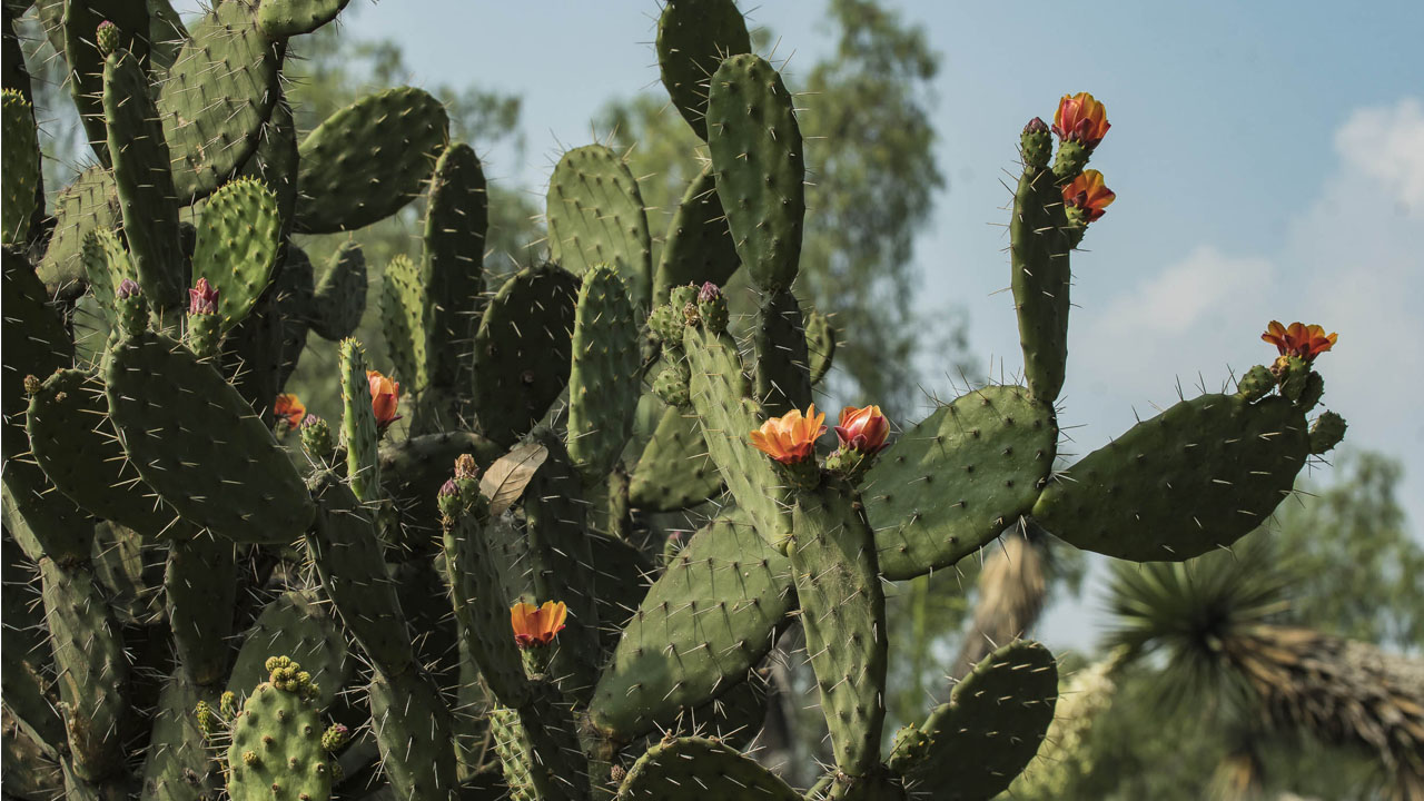 botanico_contenido1