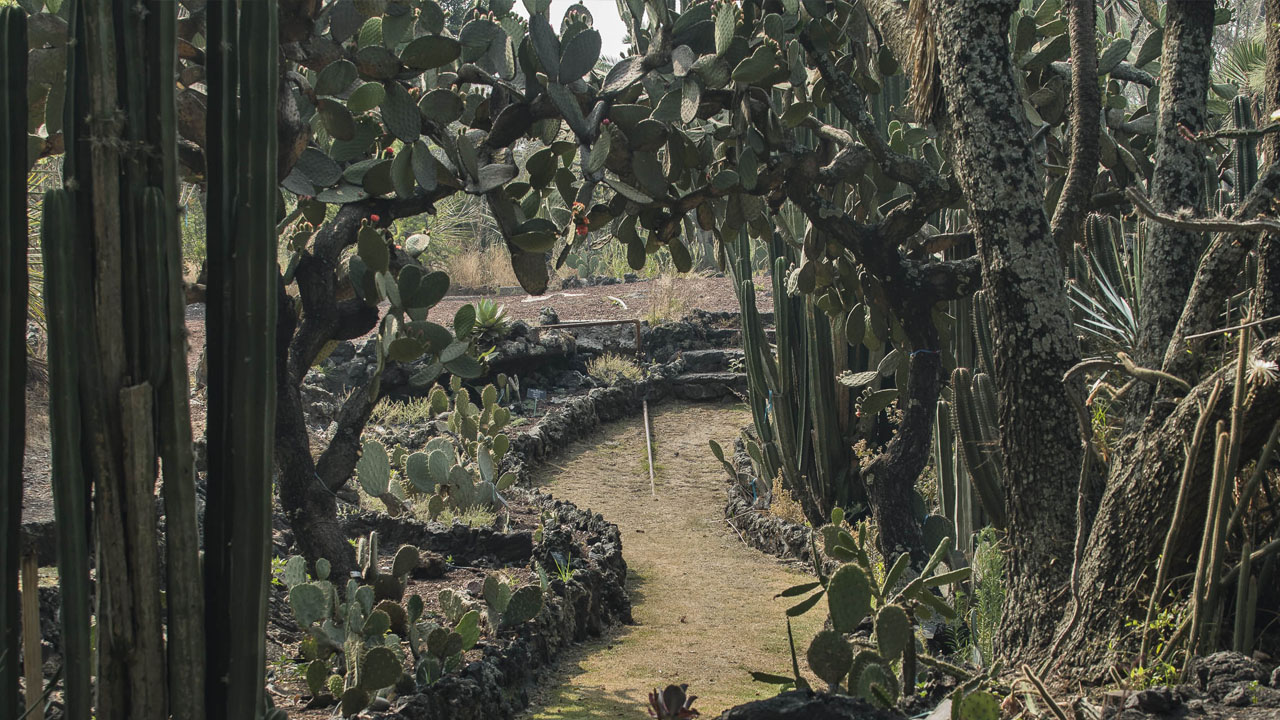 botanico_contenido2