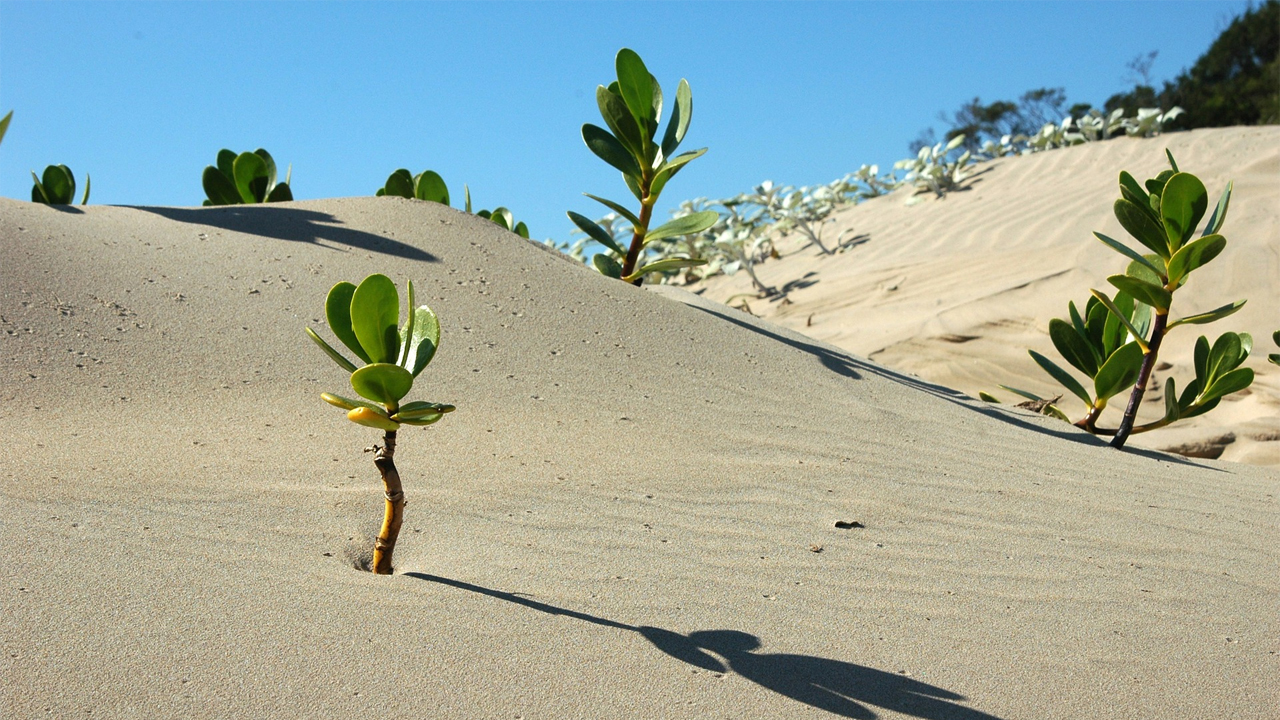 resiliencia_contenido1