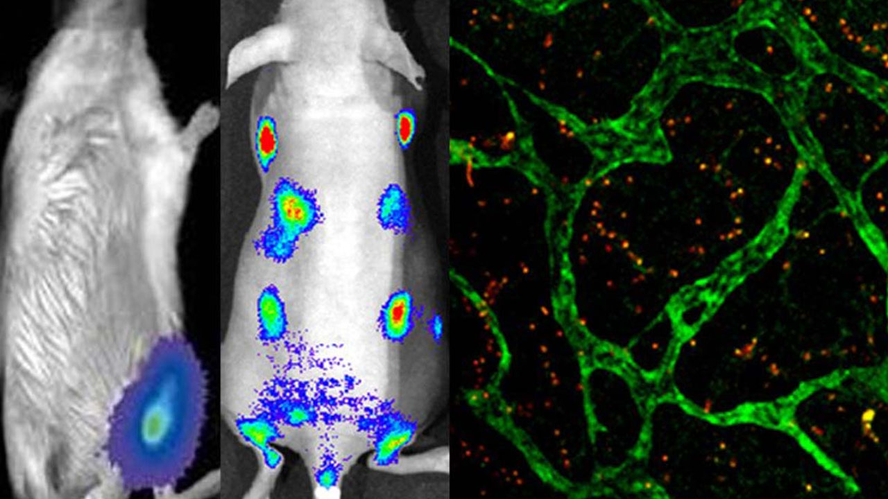 bioluminiscencia_contenido1