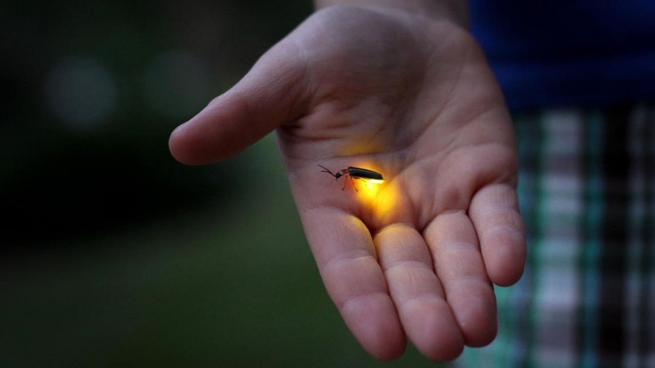 bioluminiscencia_contenido2