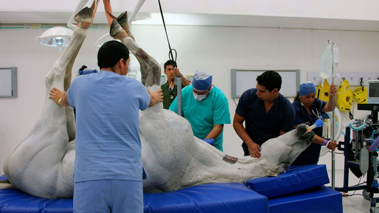 caballos_contenido2