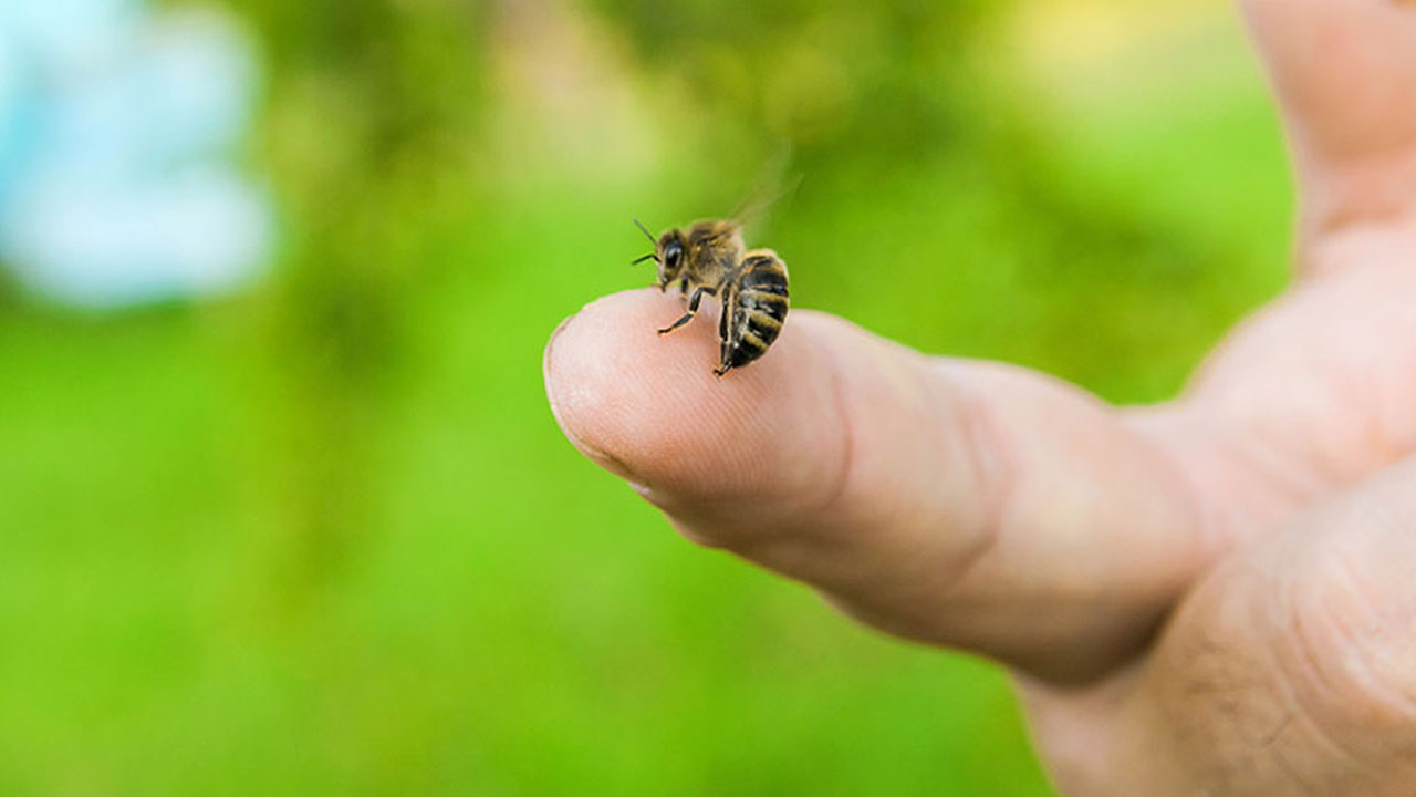 abeja_contenido1