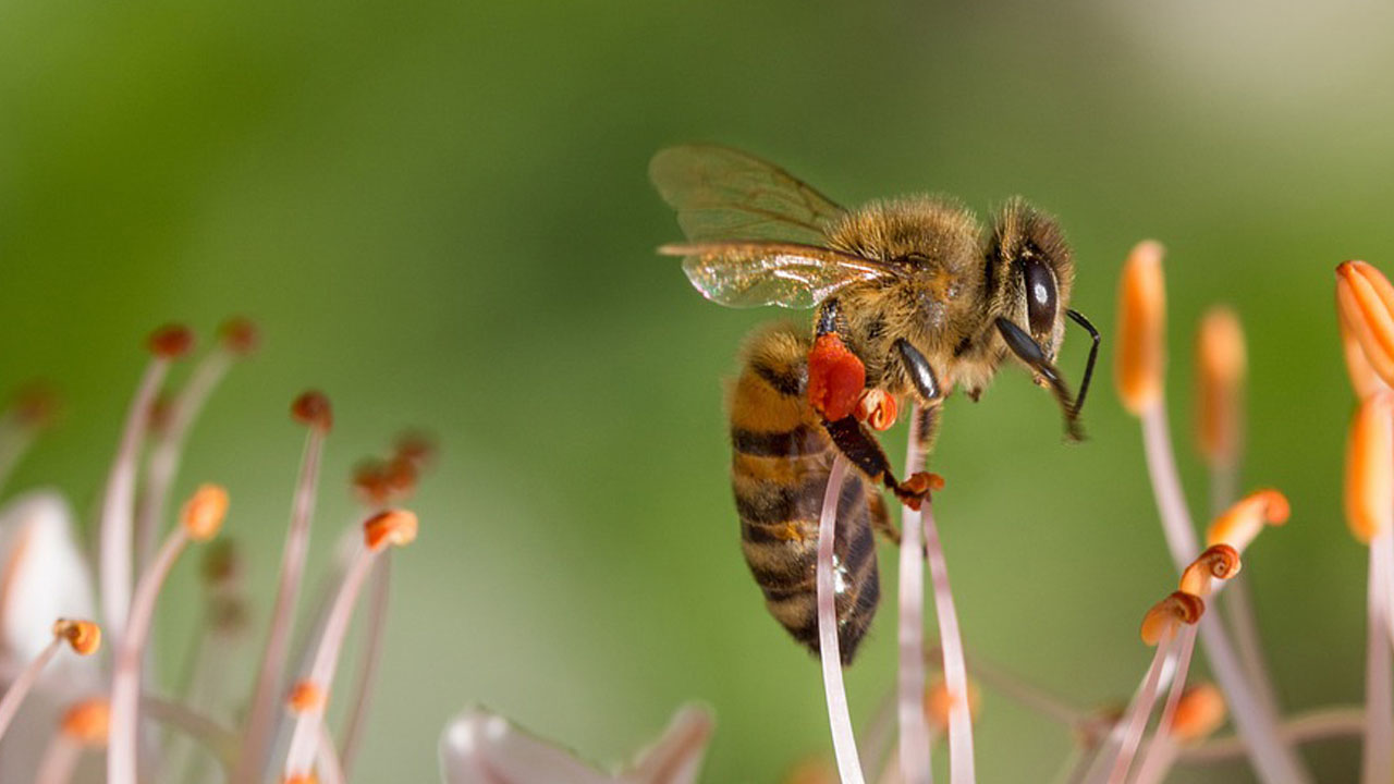 abeja_contenido2
