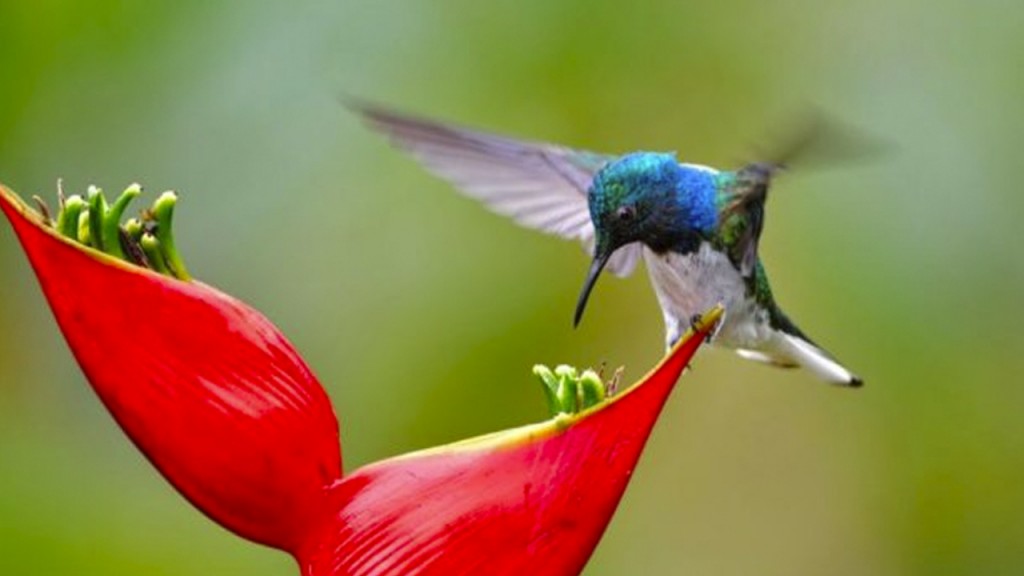 fragancias_contenido1