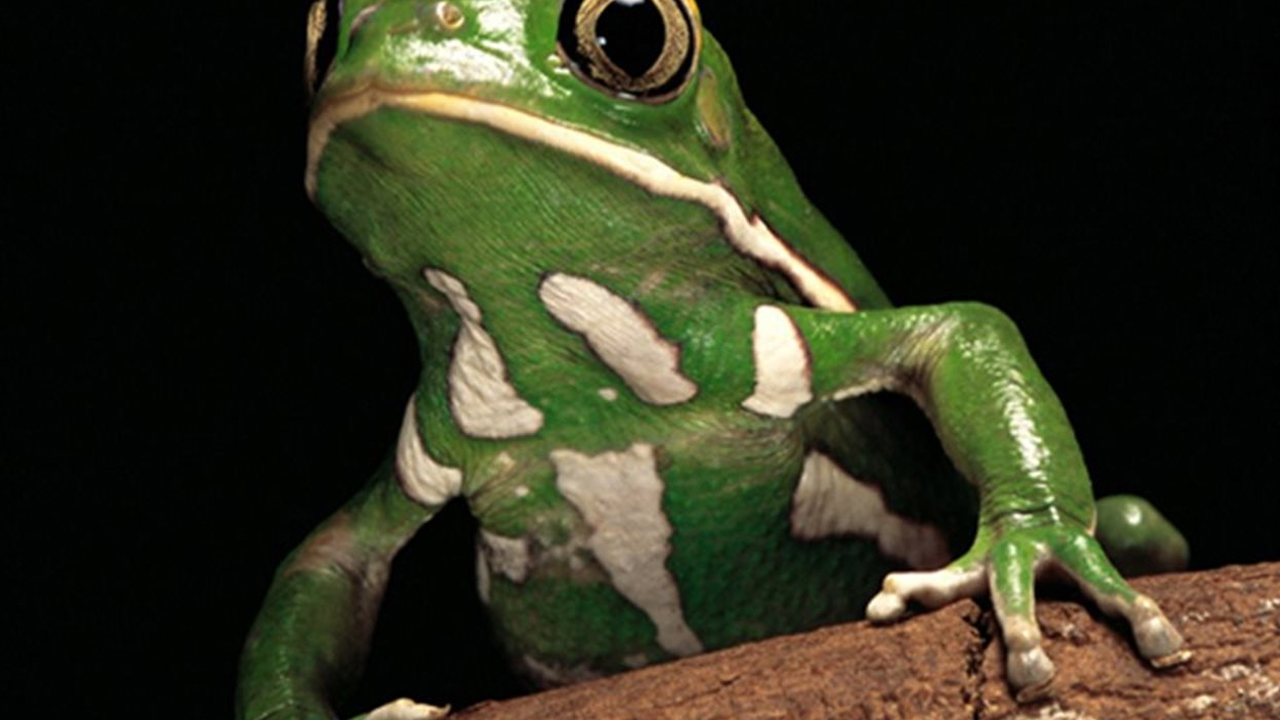 anfibios_contenido1