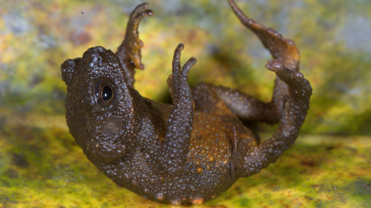 anfibios_contenido2